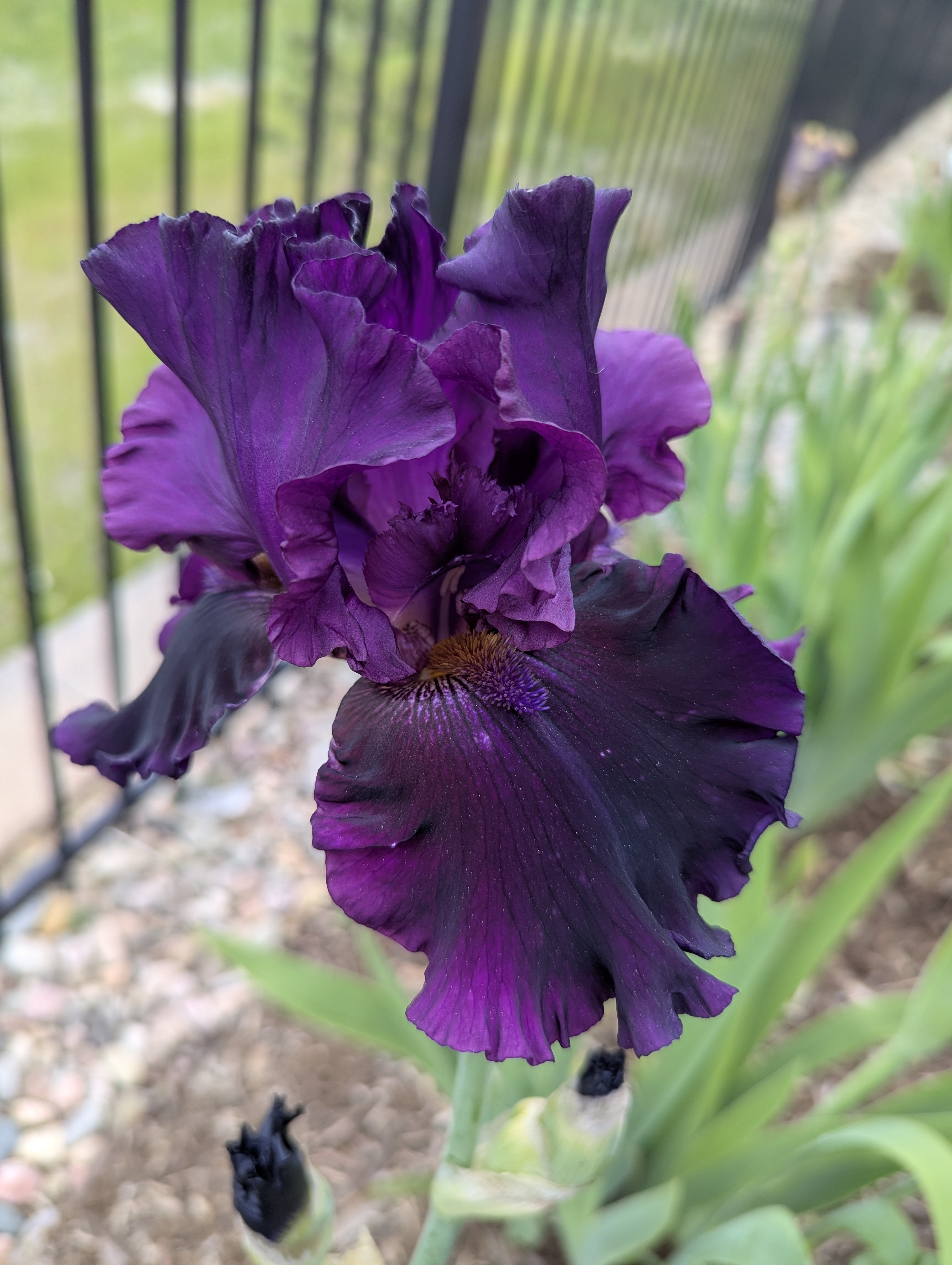 Garden, Flowers, Morrison, Colorado